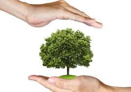 Hands covering tree 